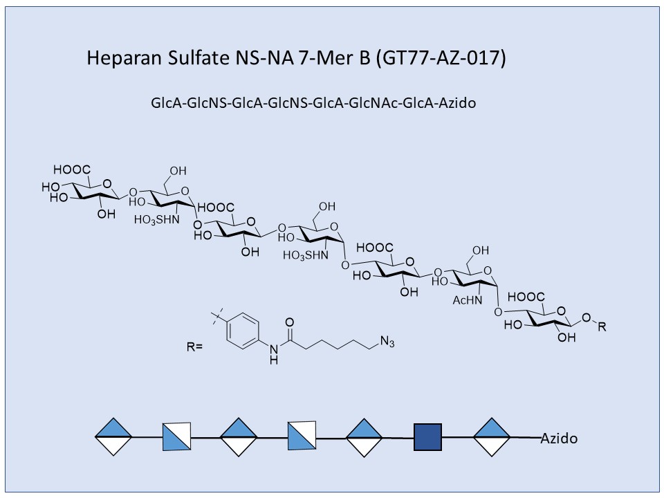 Heparan Sulfate NS-NA 7-Mer B