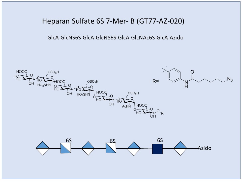 Heparan Sulfate 6S 7-Mer B