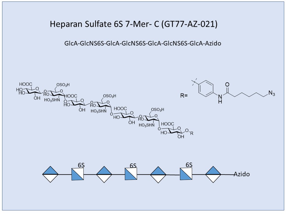Heparan Sulfate 6S 7-Mer C