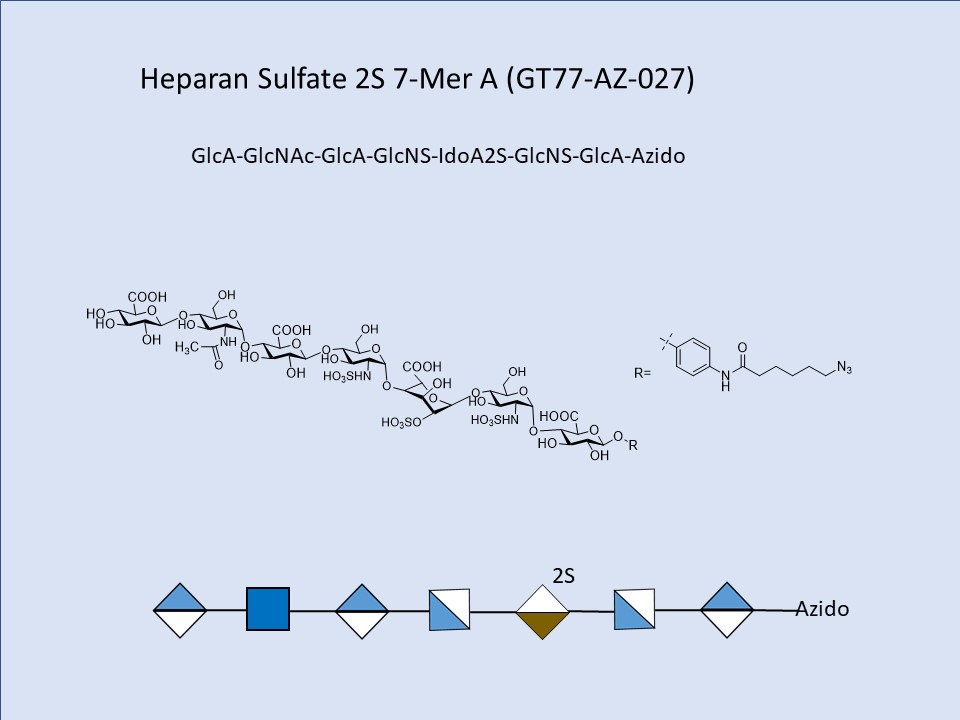 Heparan Sulfate 2S 7-Mer A