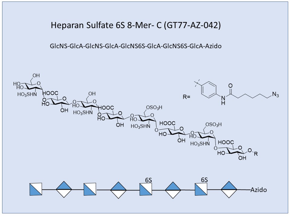 Heparan Sulfate 6S 8-Mer C
