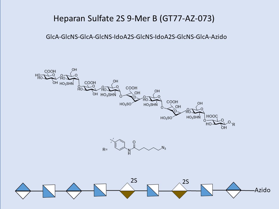 Heparan Sulfate 2S 9-Mer B
