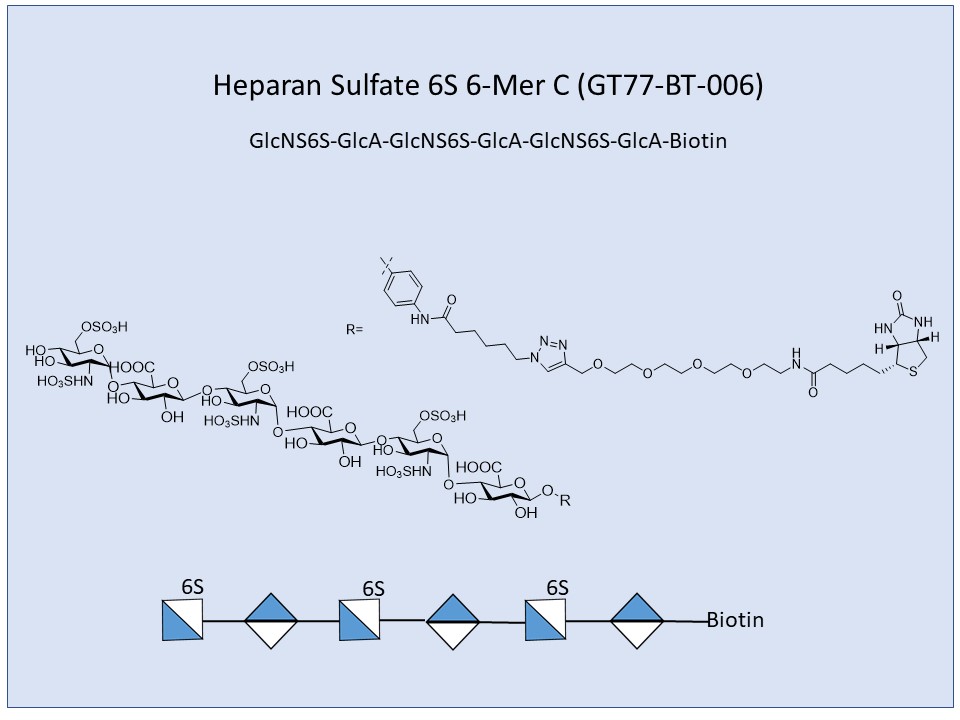 Heparan Sulfate 6S 6-Mer C Bio