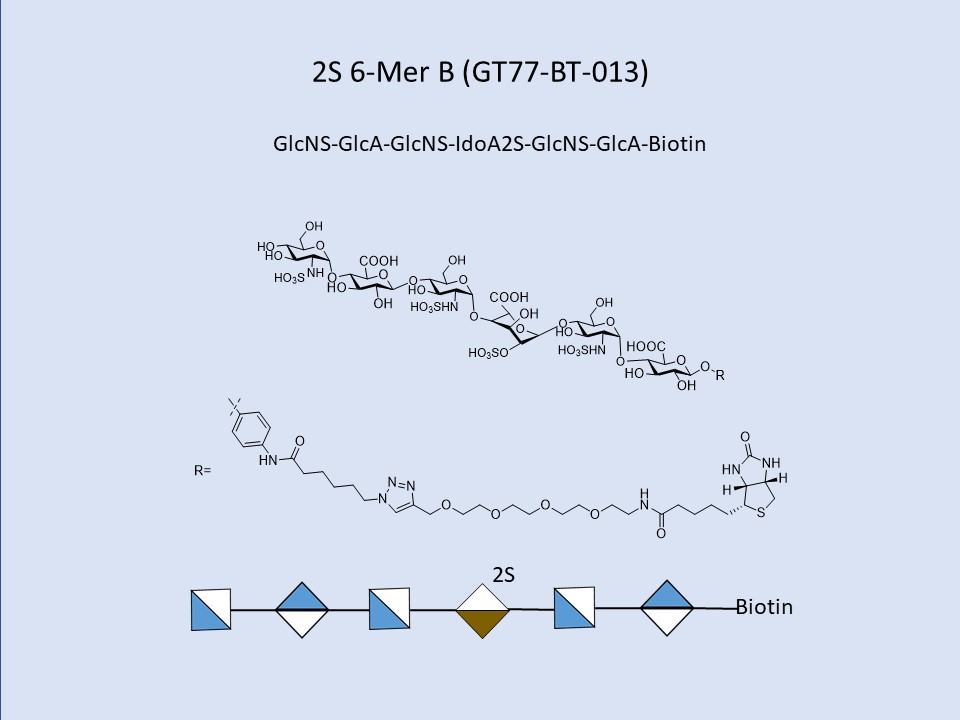 Heparan Sulfate 2S 6-Mer B Bio