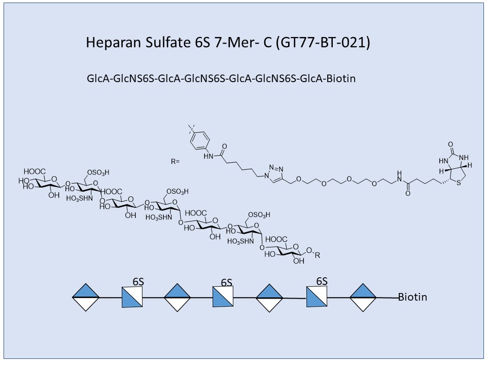 Heparan Sulfate 6S 7-Mer Bio