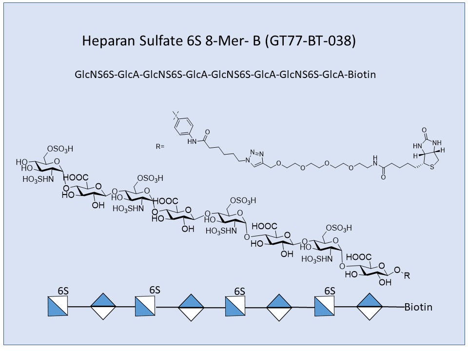 Heparan Sulfate 6S 8-Mer Bio