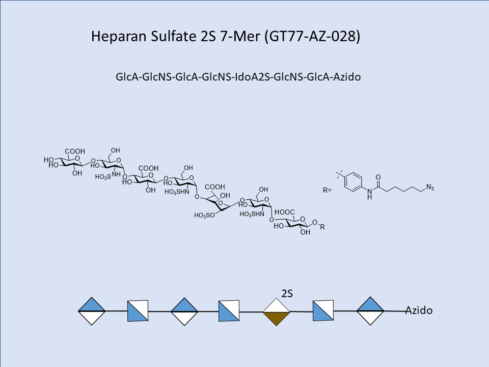 Heparan Sulfate 2S 7-Mer