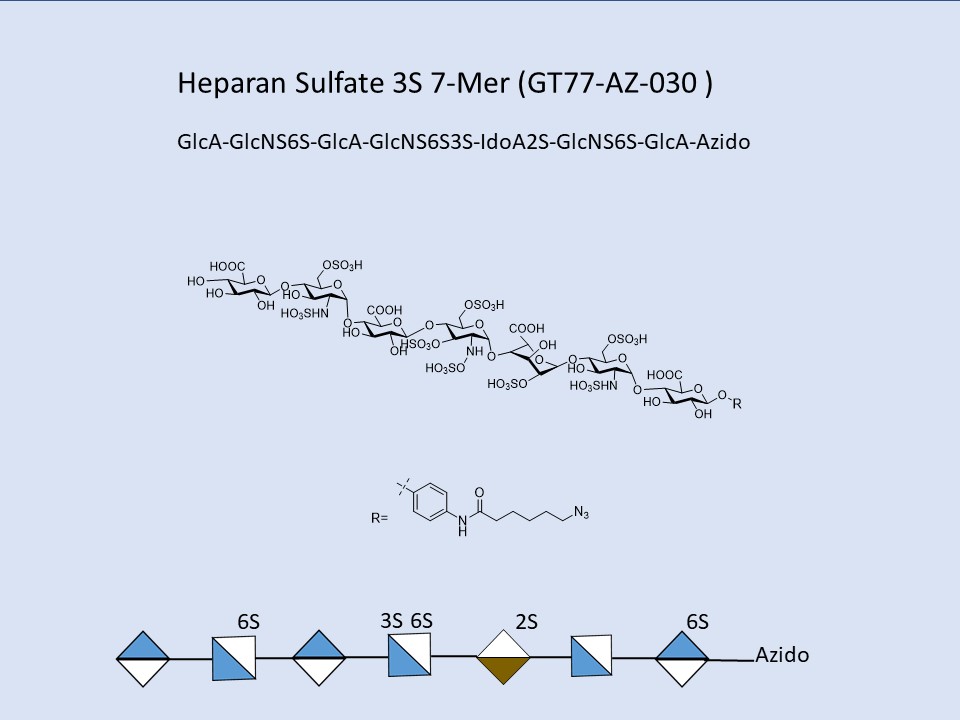 Heparan Sulfate 3S 7-Mer