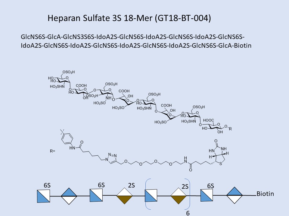 Heparan Sulfate 3S 18-Mer