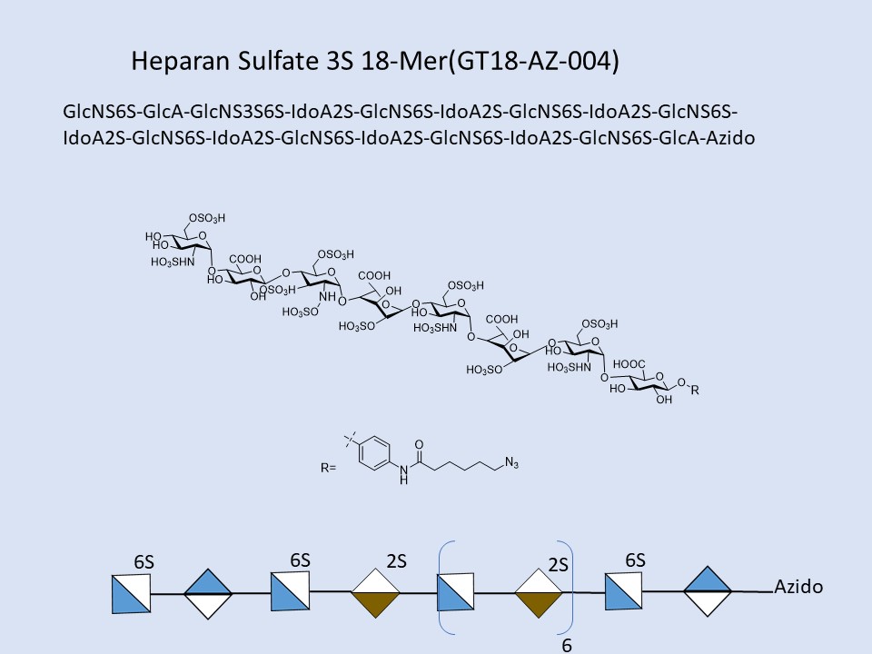 Heparan Sulfate 3S 18-Mer