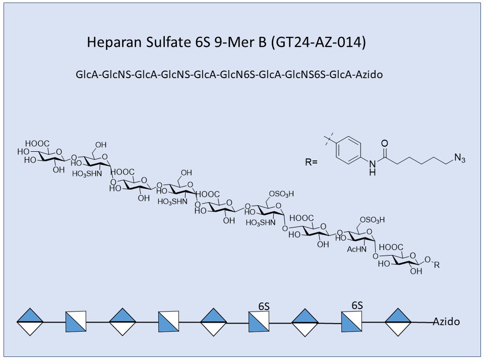 Heparan Sulfate 6S 9-Mer B