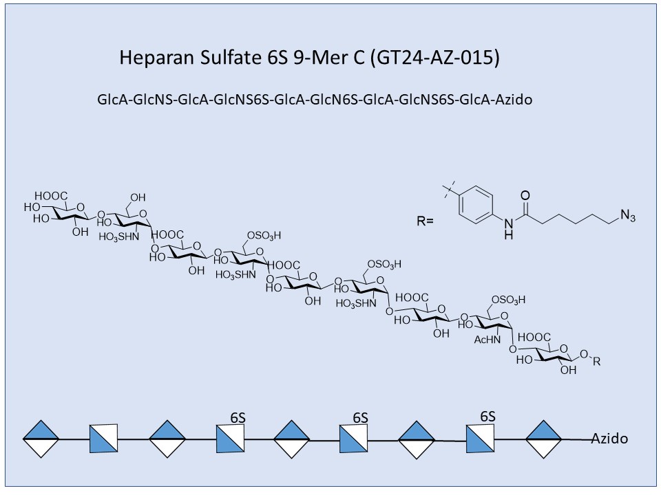 Heparan Sulfate 6S 9-Mer C