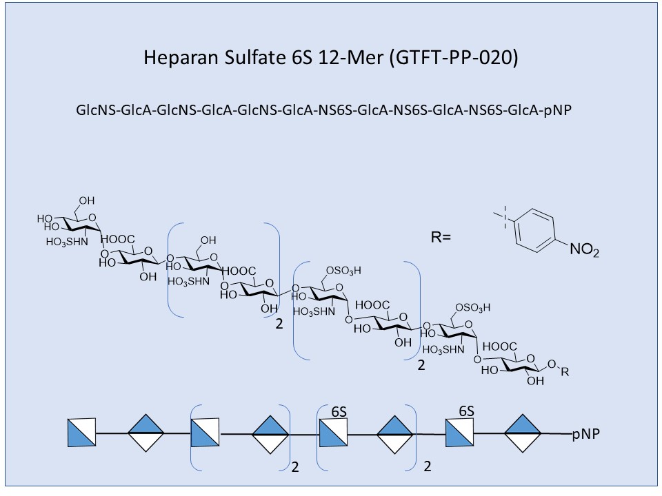 <h2>Heparan Sulfate 6S 12-Mer</h2>