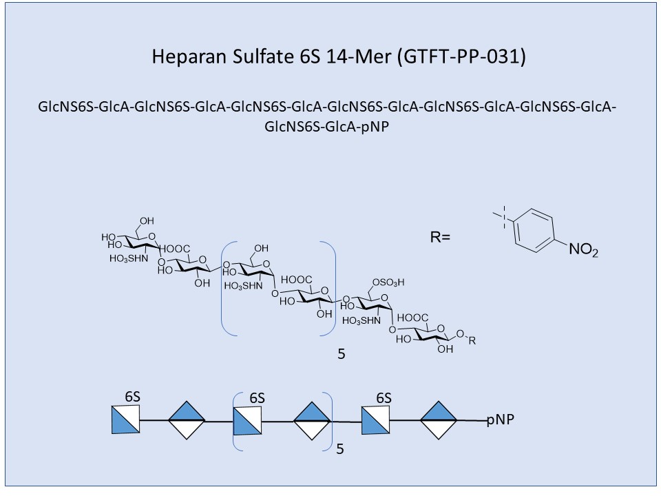 <h2>Heparan Sulfate 6S 14-Mer</h2>