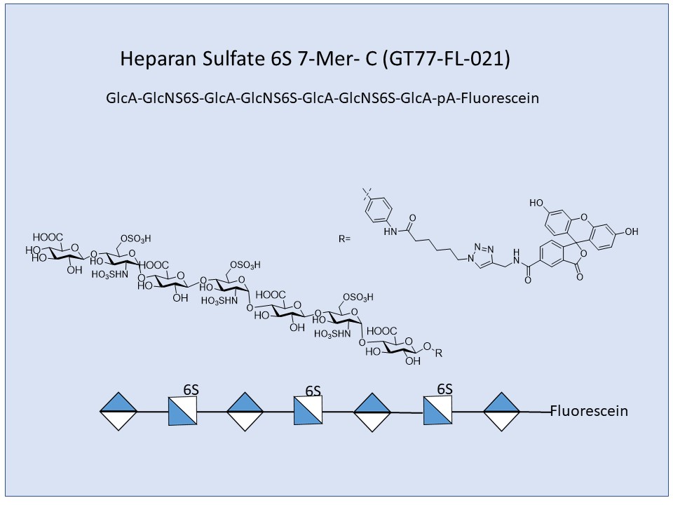Heparan Sulfate 6S 7-Mer Fluor