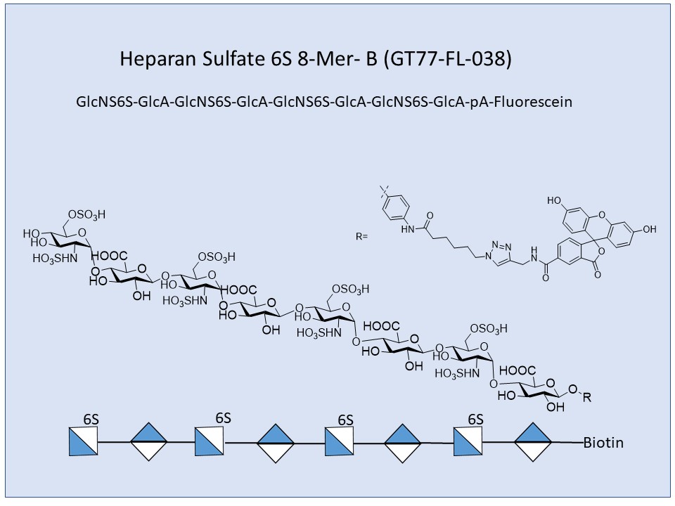 Heparan Sulfate 6S 8-Mer Fluor