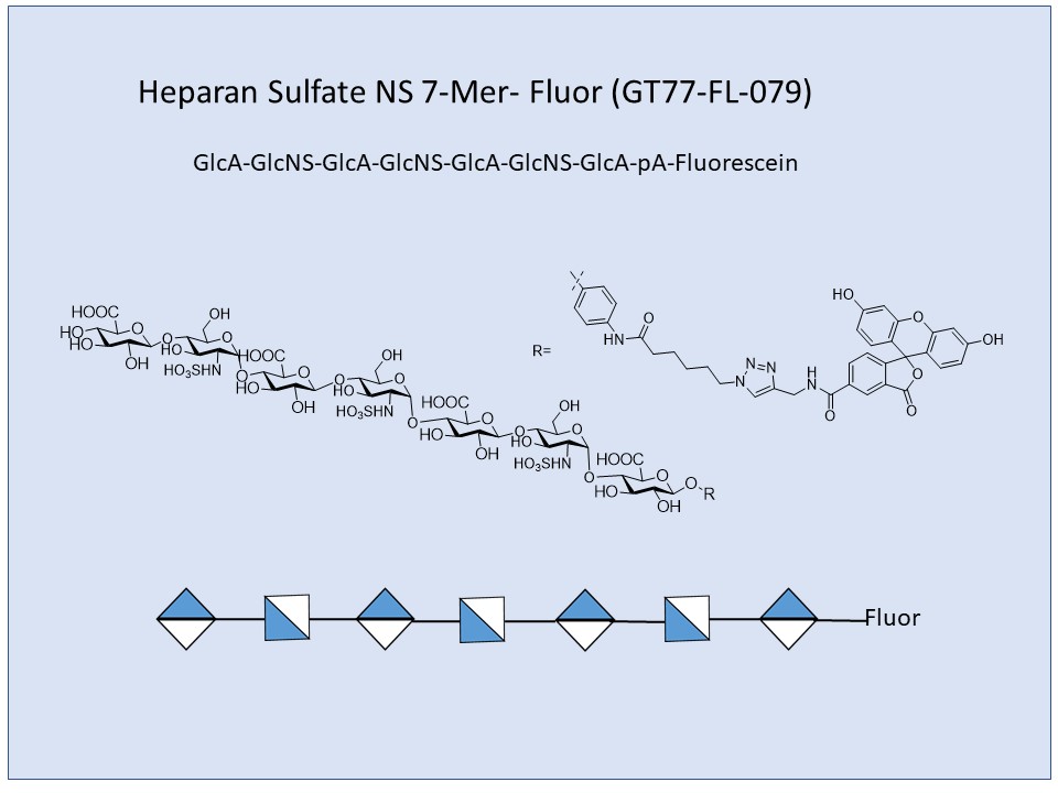 Heparan Sulfate NS 7-Mer Fluor