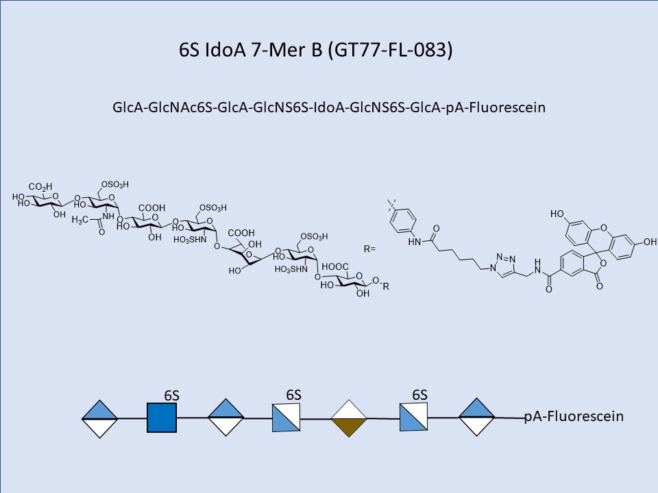 Heparan Sulfate NAc6S NS6S IdoA 6-Mer Fluor B