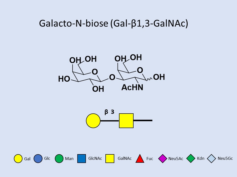 Galacto-N-biose (Gal-b1,3-GalNAc)