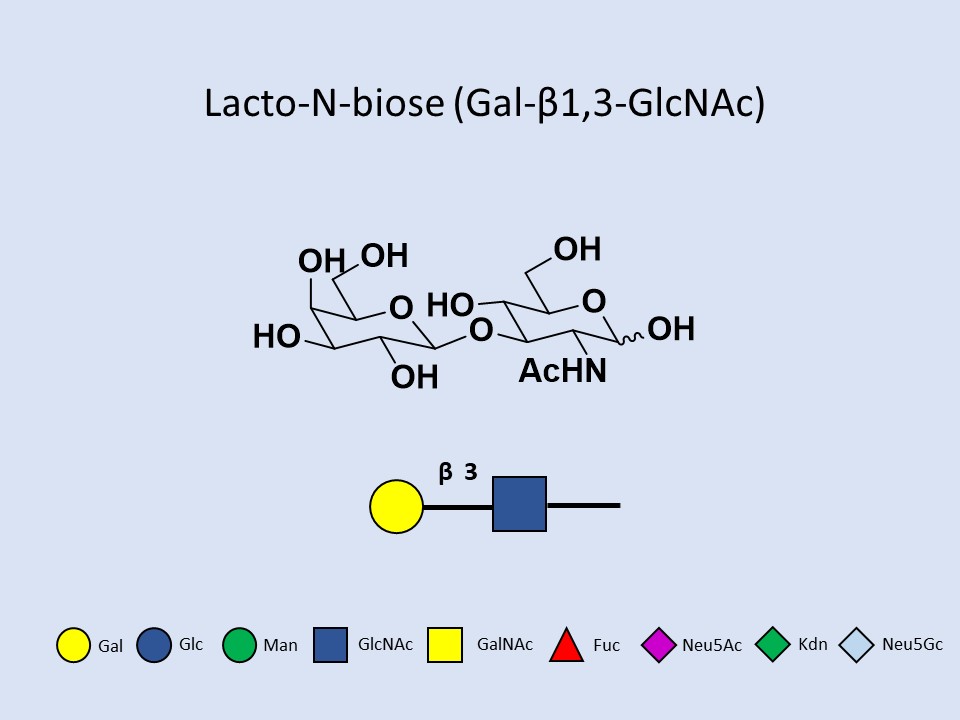 Lacto-N-biose (Gal-b1,3-GlcNAc)