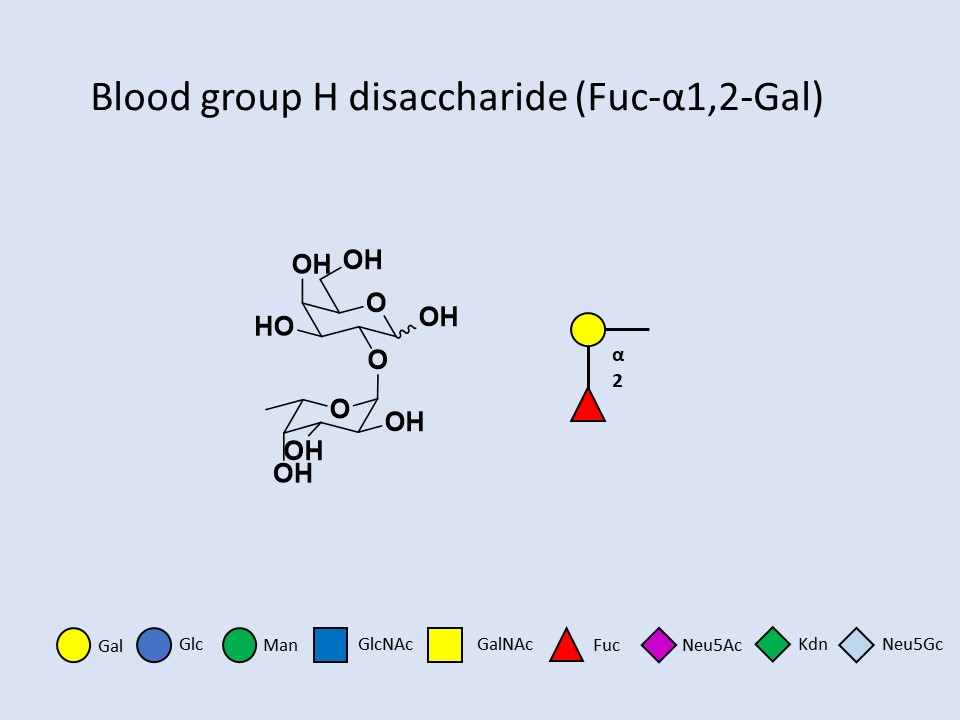 Blood group H disaccharide