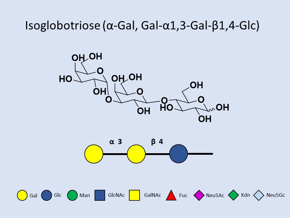Isoglobotriose (aGal)
