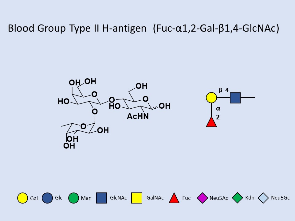 Blood group Type II H-antigen