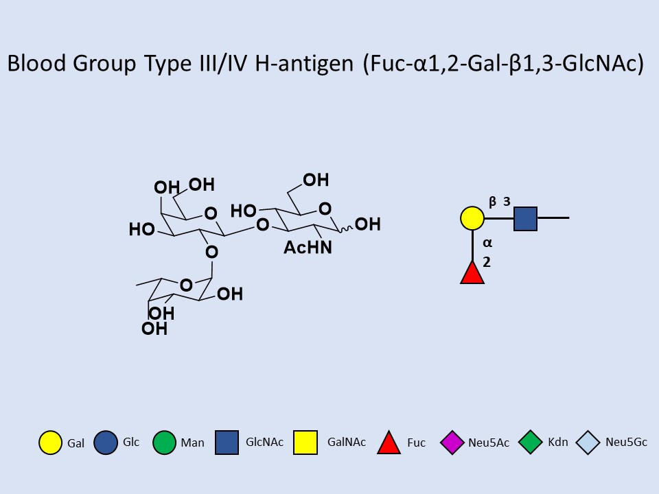 Blood group Type III/IV H-antigen