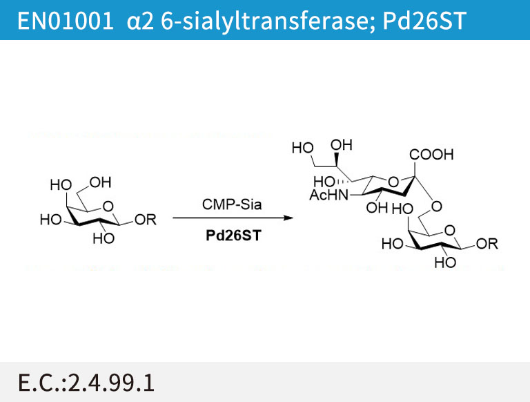 α2,6-sialyltransferase (Pd26ST)