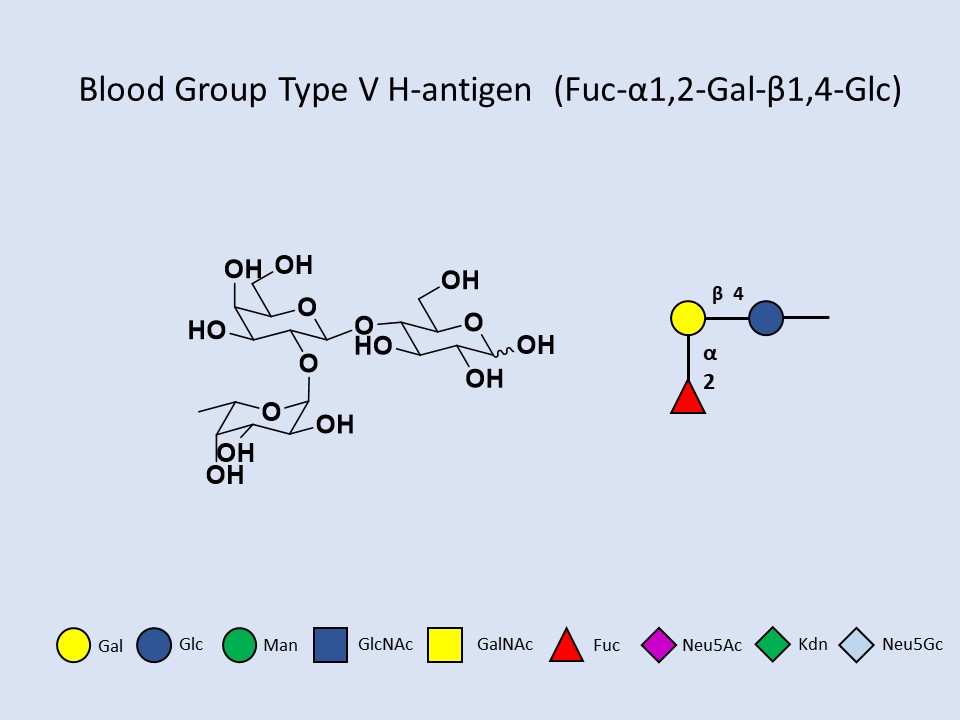 Blood group Type V H-antigen