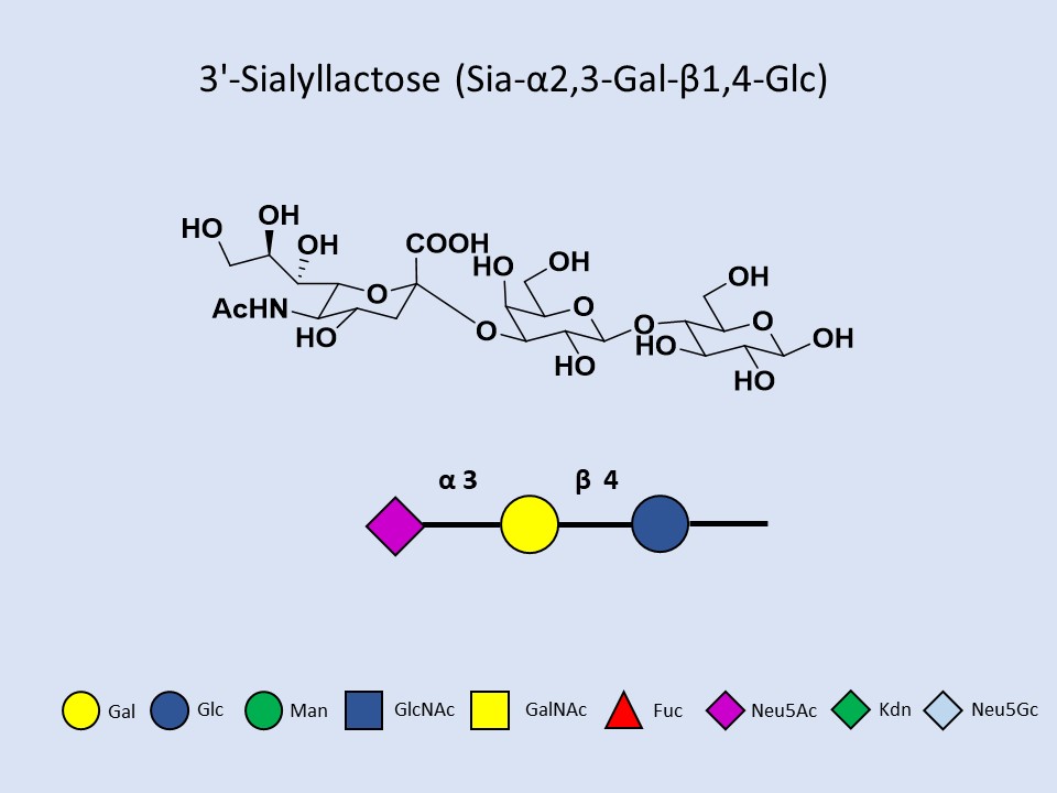 3'-Sialyllactose