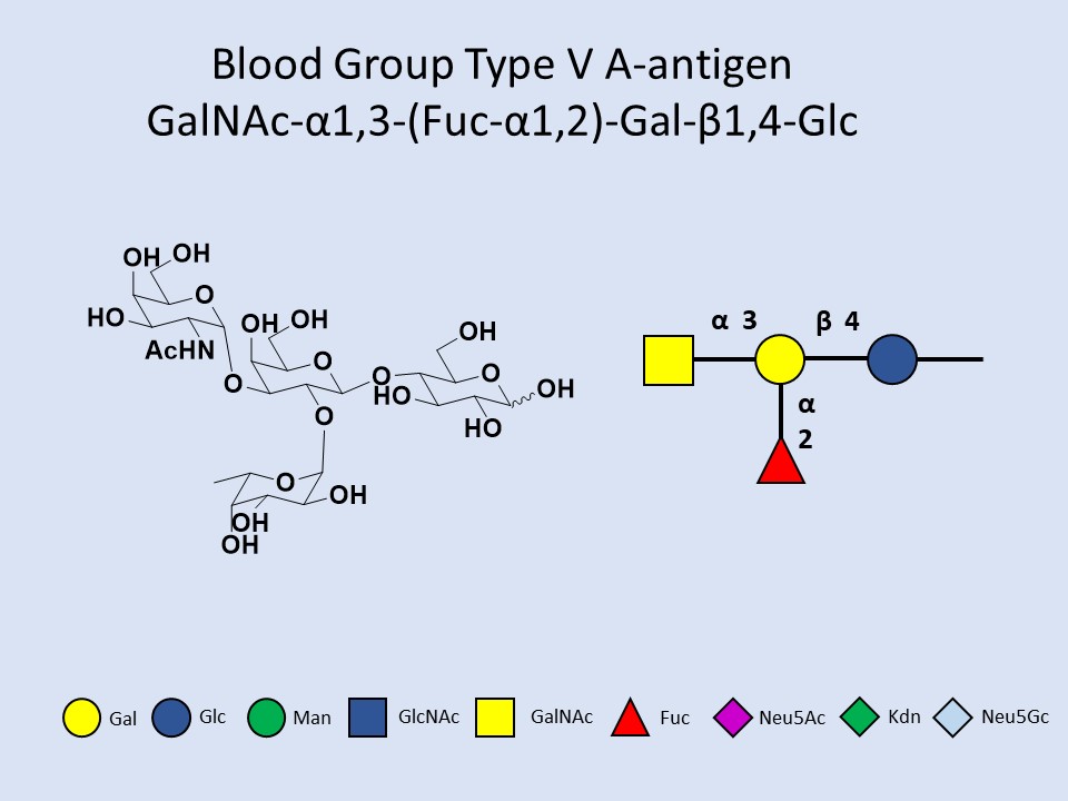 Blood Group Type V A-antigen