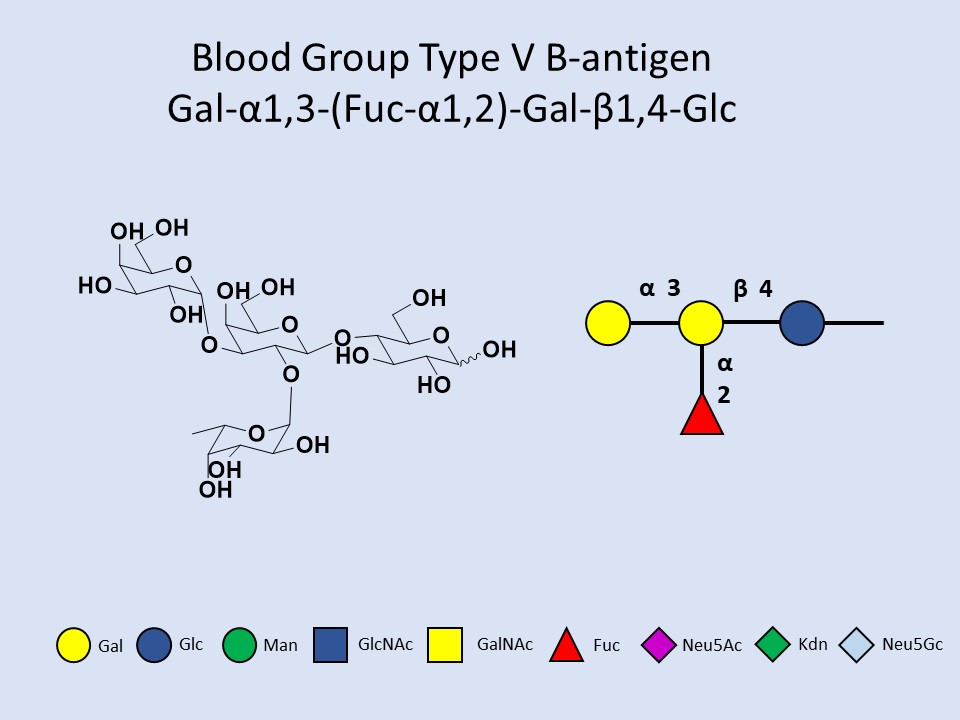 Blood Group Type V B-antigen