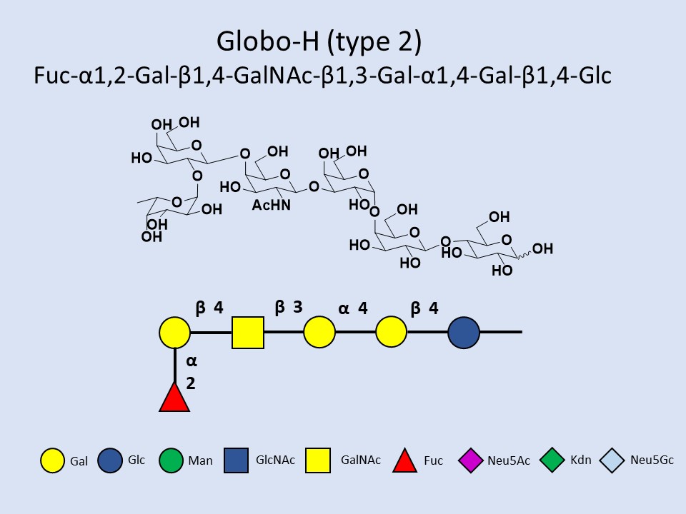 Globo-H type 2