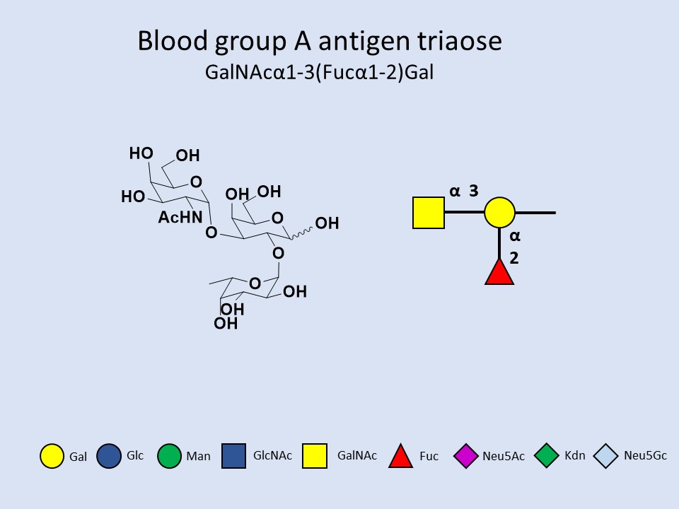 Blood group A antigen triaose