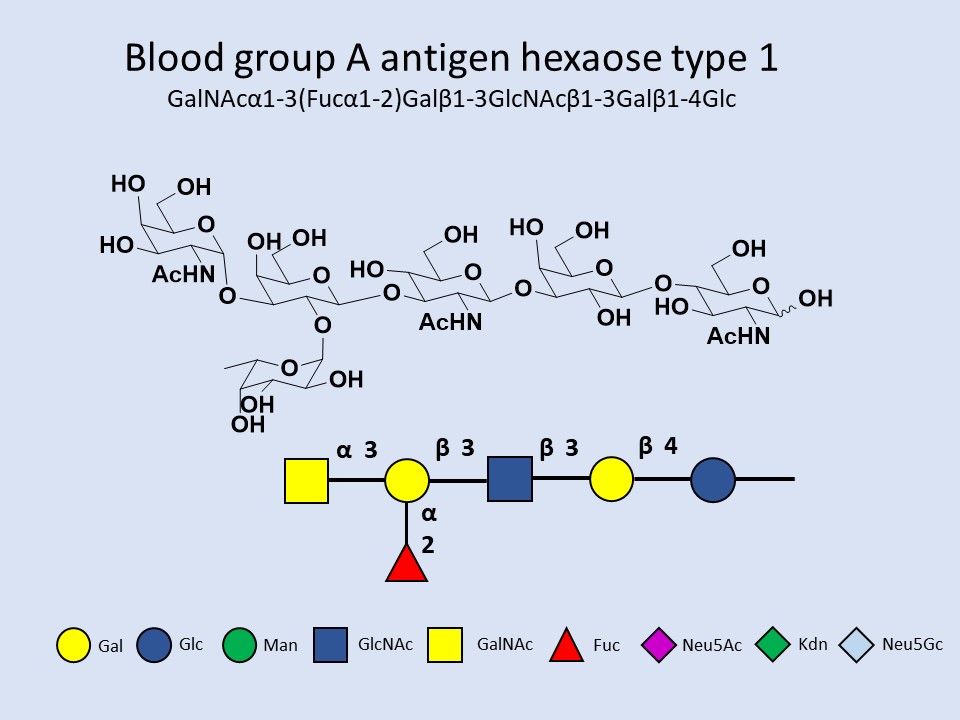 Blood group A antigen hexaose type 1