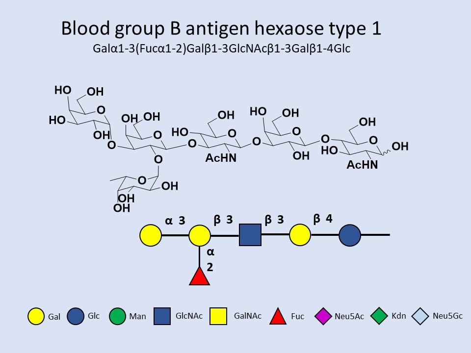 Blood group B antigen hexaose type 1