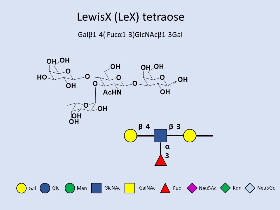 LewisX (LeX) tetraose
