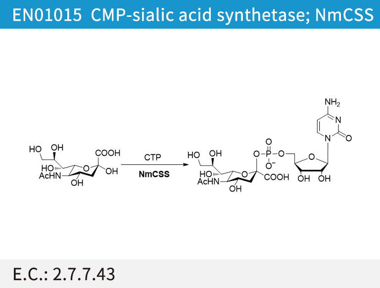 CMP-sialic acid synthetase (NmCSS)