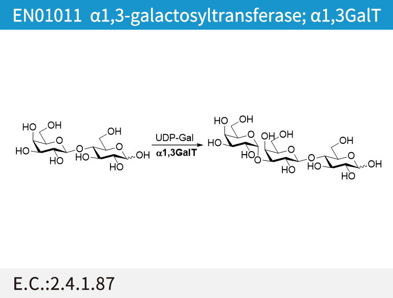 α1,3-galactosyltransferase (α1,3GalT)