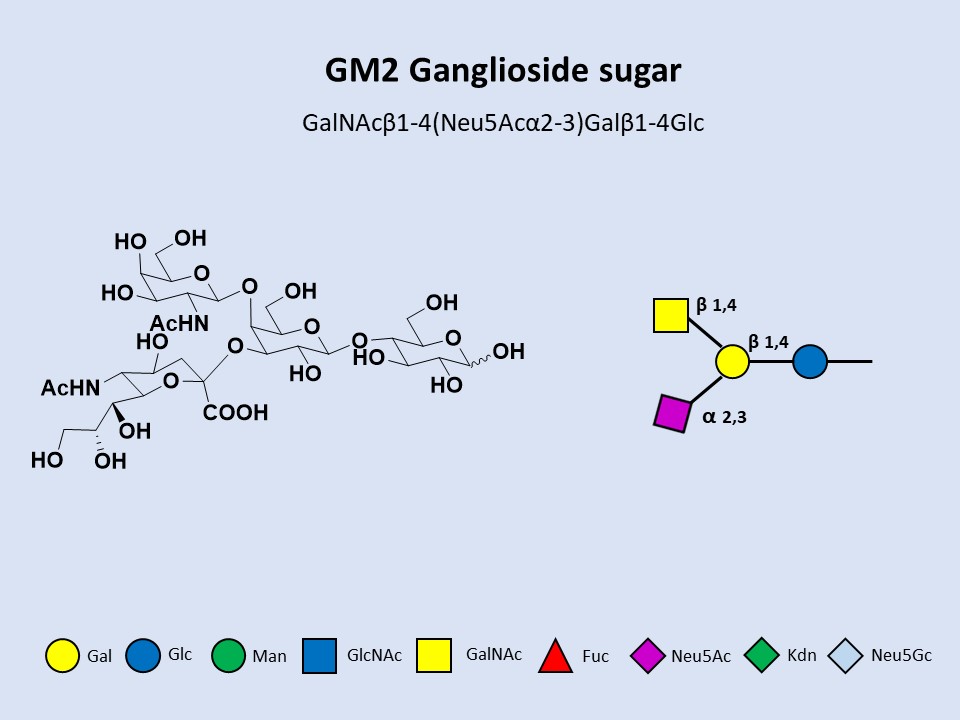 GM2 Ganglioside sugar