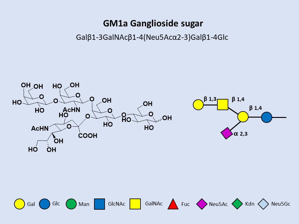 GM1a Ganglioside sugar