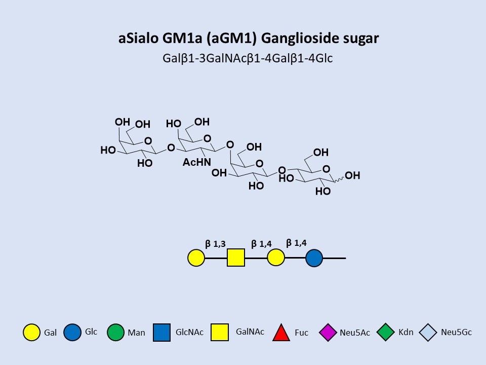 aGM1 (asialo GM1) Ganglioside sugar / GA1