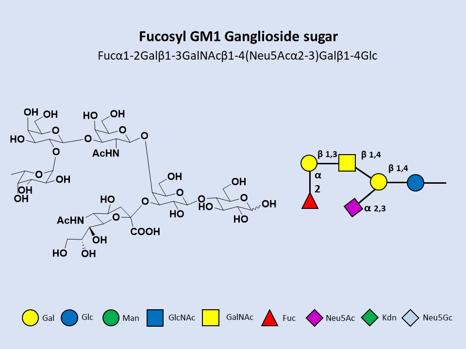 Fucosyl GM1 Ganglioside sugar