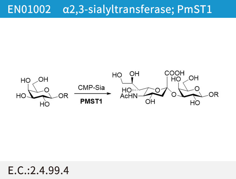 α2,3-sialyltransferase (PmST1)