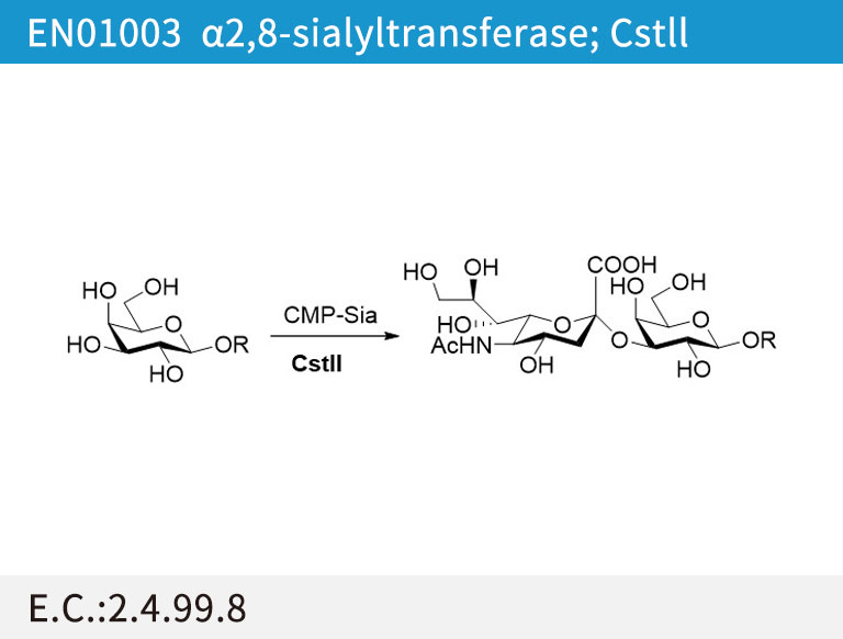 α2,8-sialyltransferase (CstII)
