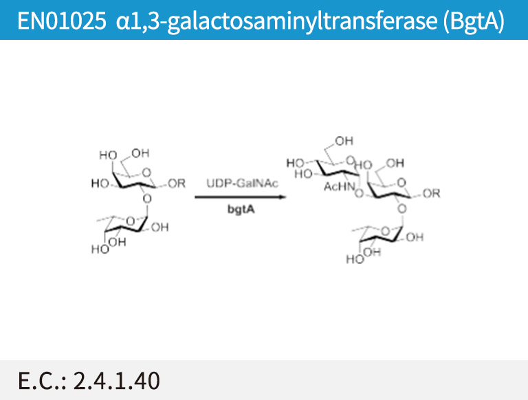 α1,3-galactosaminyltransferase (BgtA)
