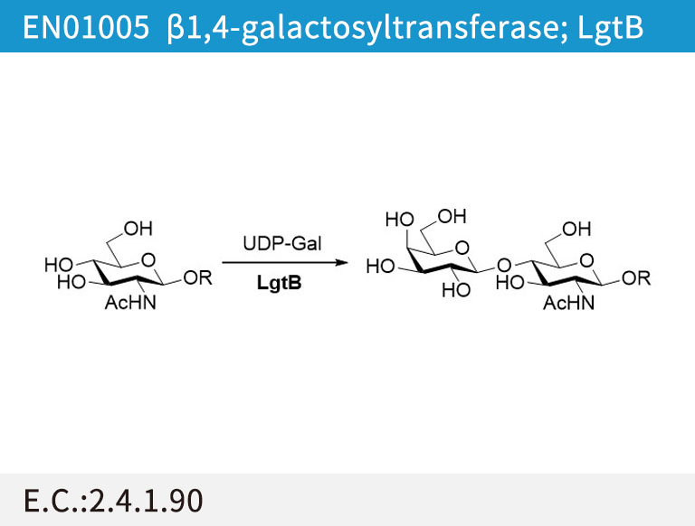 β1,4-galactosyltransferase (LgtB)