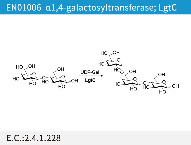 α1,4-galactosyltransferase (LgtC)