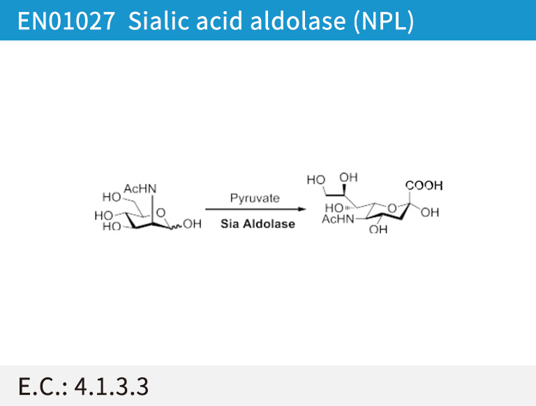 Sialic acid aldolase (NPL)